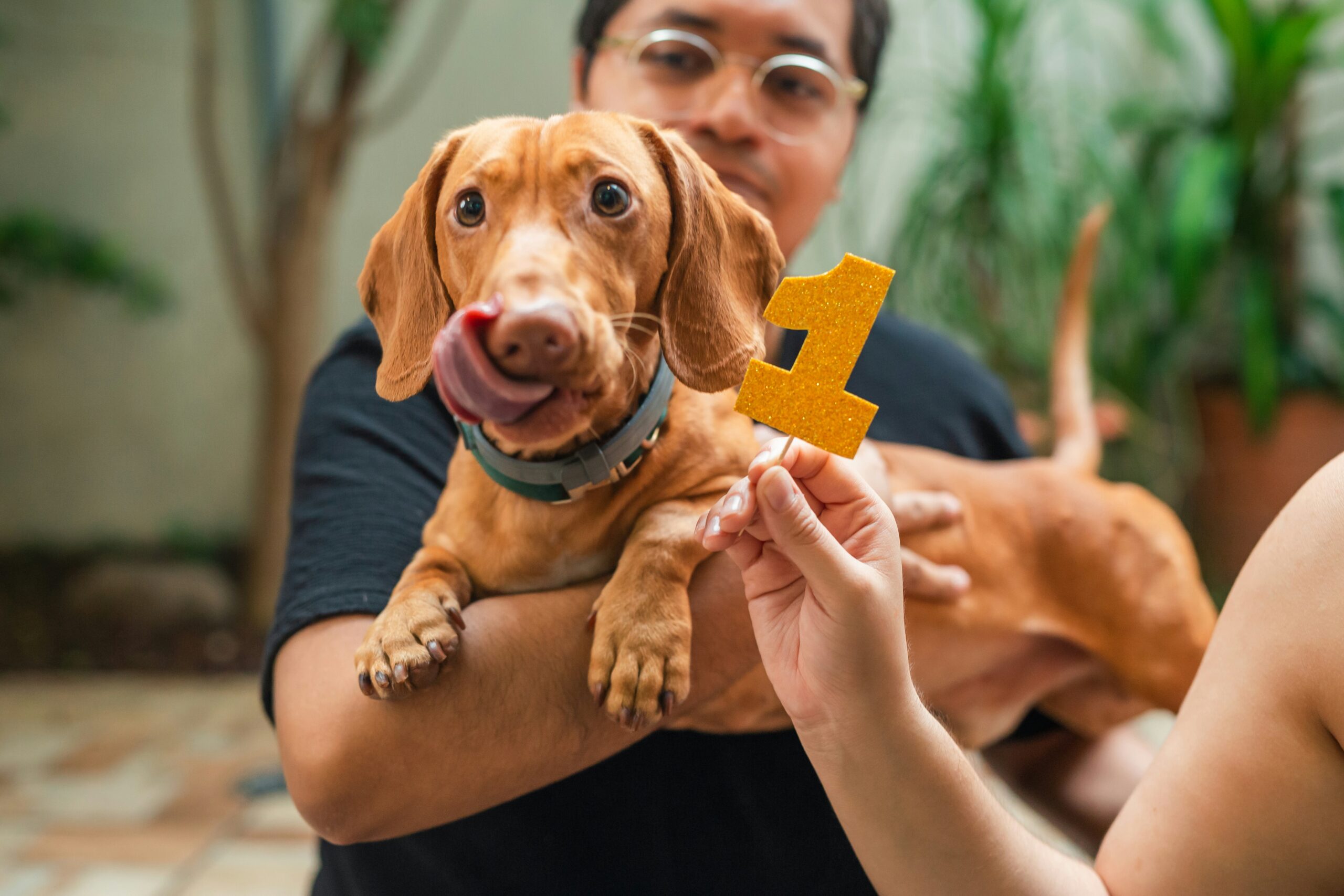 adopting rescue dogs