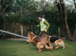 Rescuing dogs