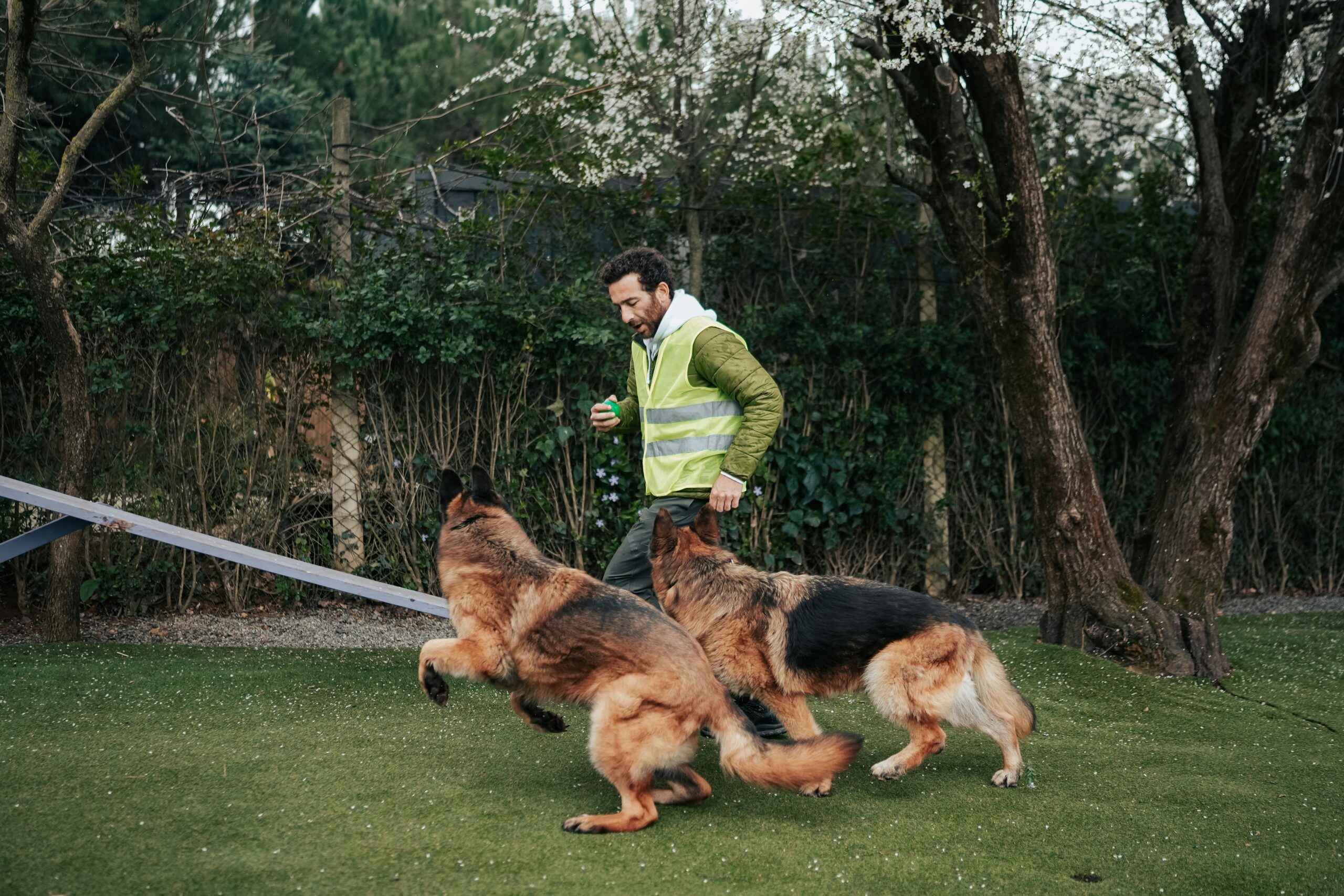 Rescuing dogs
