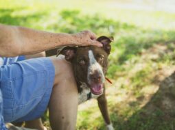Evan Byron Cleveland Lawyer-Dog Rescue